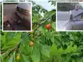 Вълна от възмущение след случая в Лесново: мъж прегази колелото на 9-годишно дете заради откъснати череши