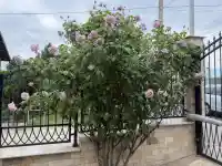 Шок! Жоро Игнатов разкрива тайния си оазис в София!