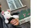 Азис разхожда хетеро куче