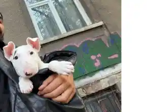 Азис разхожда хетеро куче