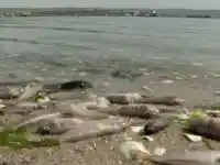 Скандал! Иван Портних на съд за фекалния разлив във Варна!