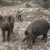 Стадо диви прасета обсади луксозен комплекс край село Герман