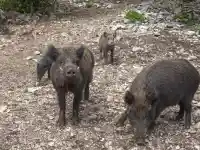 Стадо диви прасета обсади луксозен комплекс край село Герман